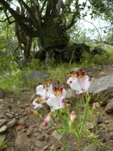 el-rosario-de-naltahua-vspt-046